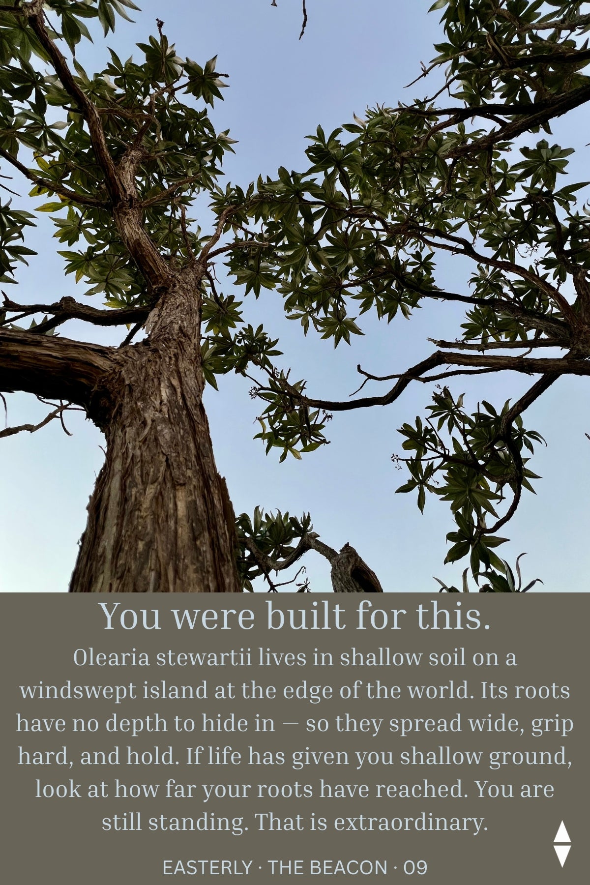 The Beacon — 47 Affirmations to Light the Way