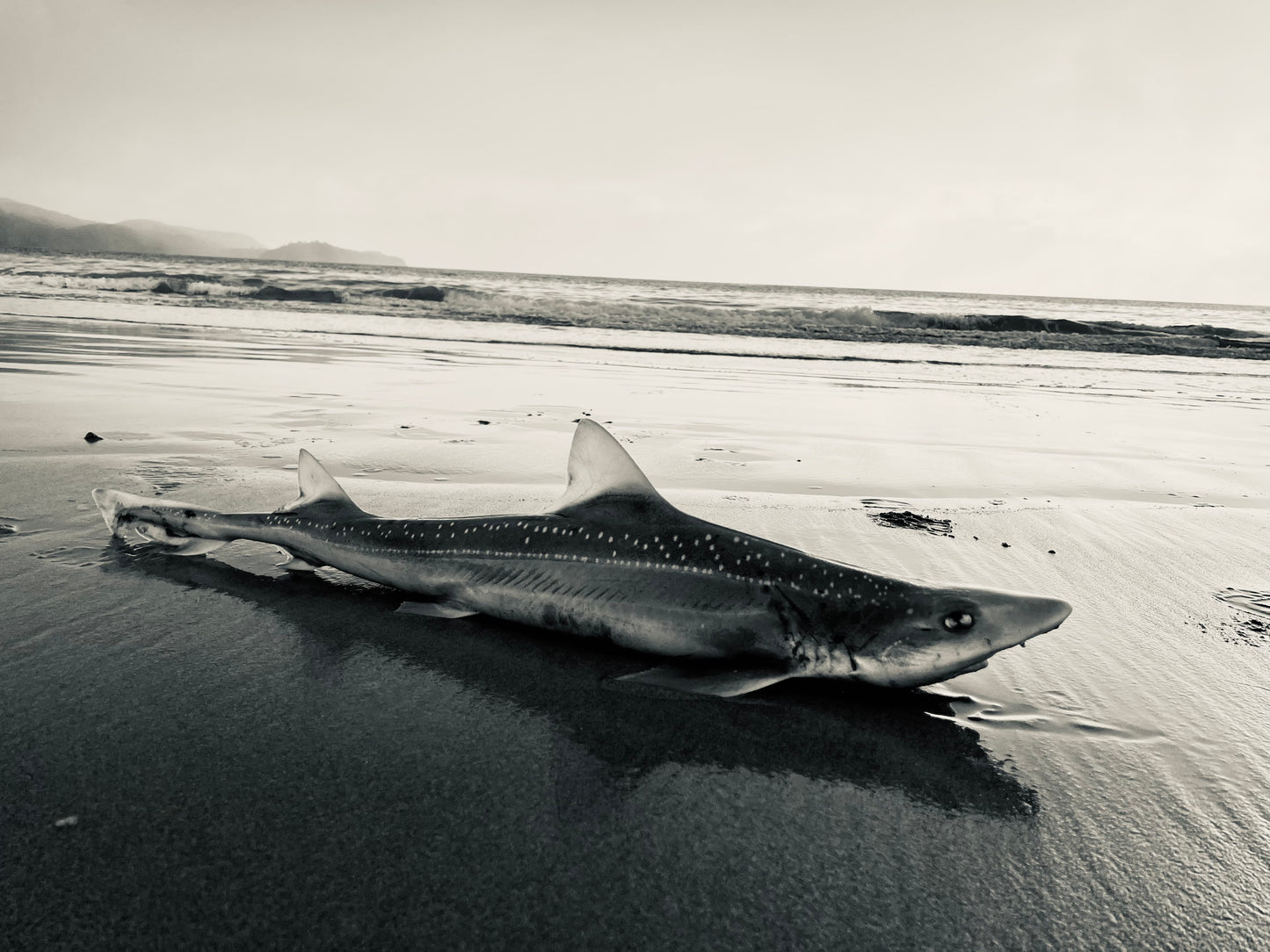 Pure Rakiura — Shoreline, Audio Download. A spotted shark rests on the wet sand of a remote New Zealand beach, waves breaking in the distance. Stewart Island New Zealand | EASTERLY