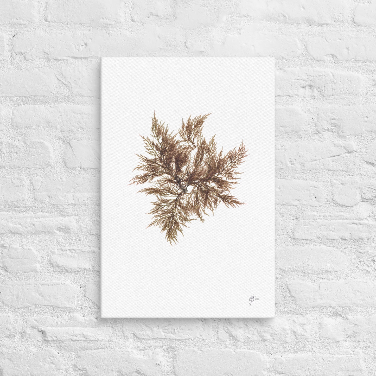 Affinis – Native Seaweed Canvas Print, A2, Stewart Island New Zealand | EASTERLY