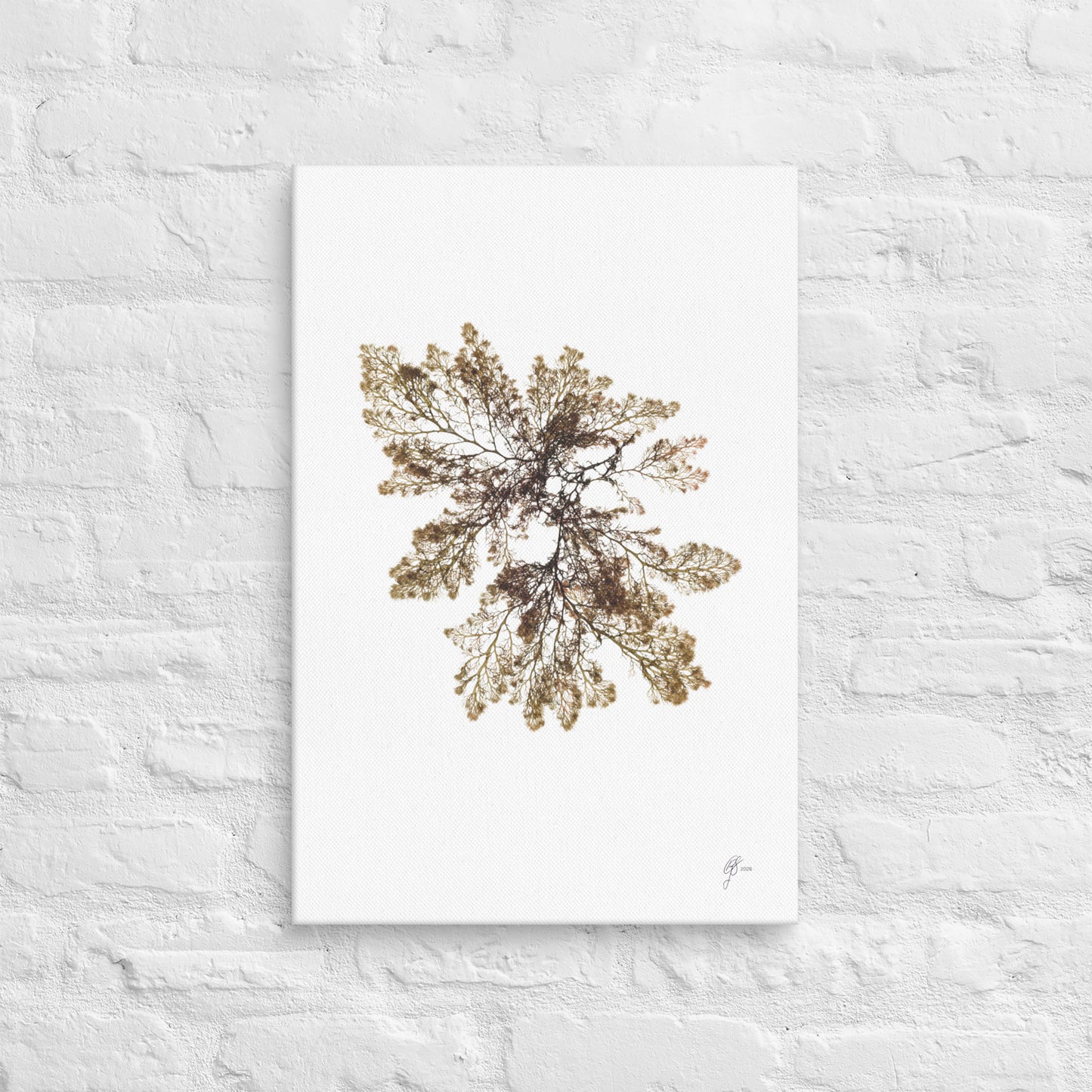 Gossamer – Translucent Seaweed Canvas Print, A2, Stewart Island New Zealand | EASTERLY