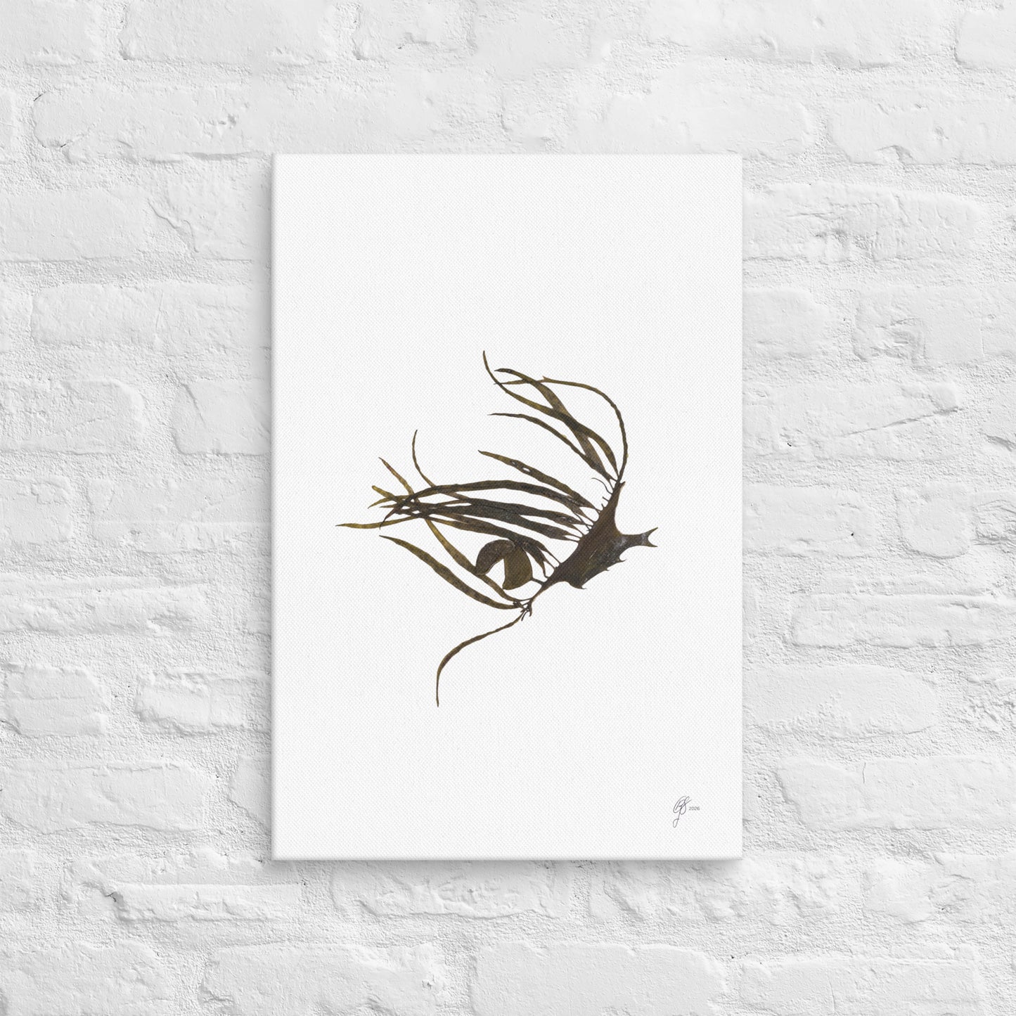 Marginariella – Brown Algae Canvas Print, A2, Stewart Island New Zealand | EASTERLY