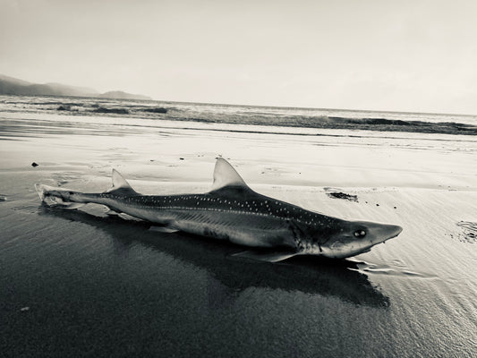 Pure Rakiura — Shoreline, Audio Download. A spotted shark rests on the wet sand of a remote New Zealand beach, waves breaking in the distance. Stewart Island New Zealand | EASTERLY
