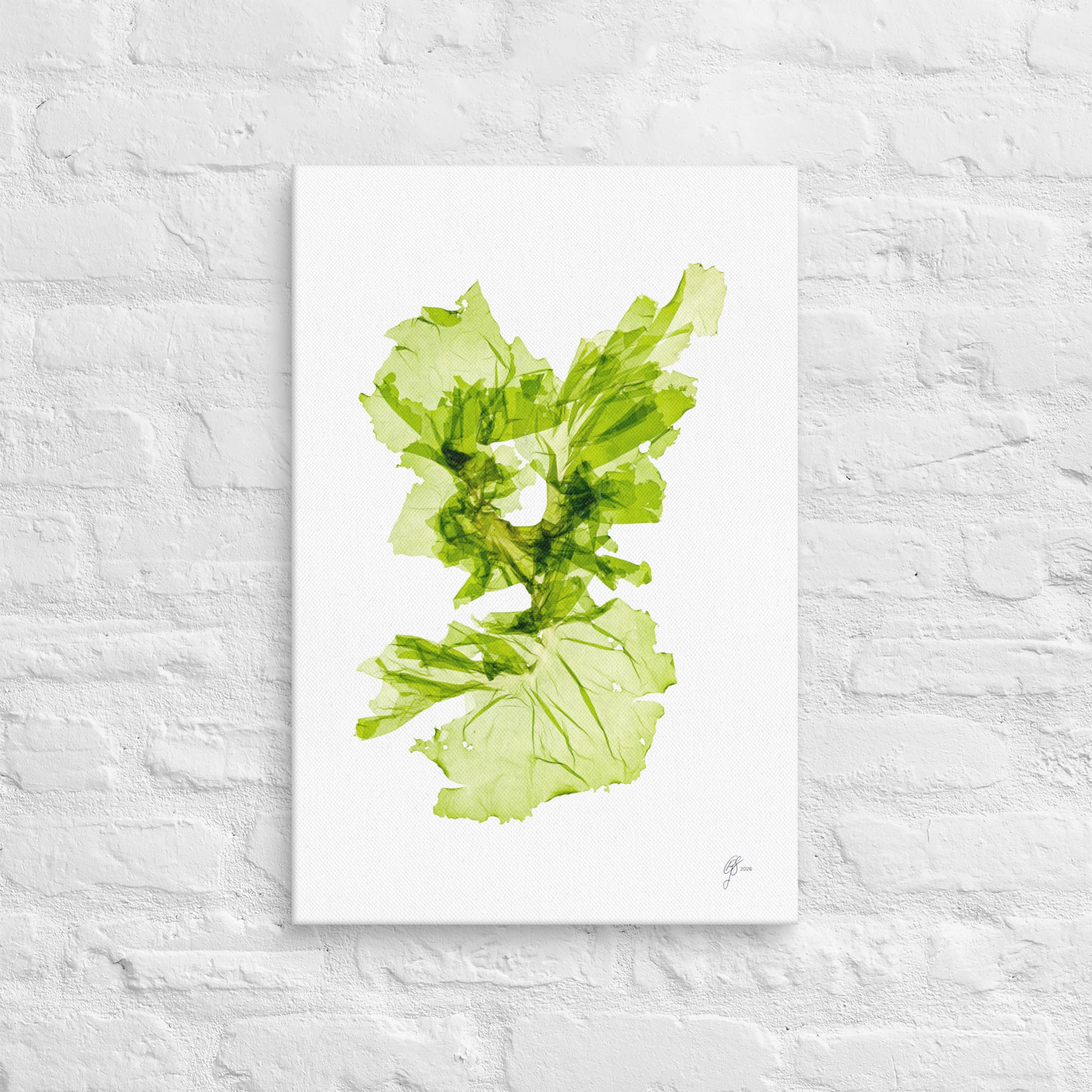 Ascending – Ulva Australis Seaweed Canvas Print, A2, Stewart Island New Zealand | EASTERLY