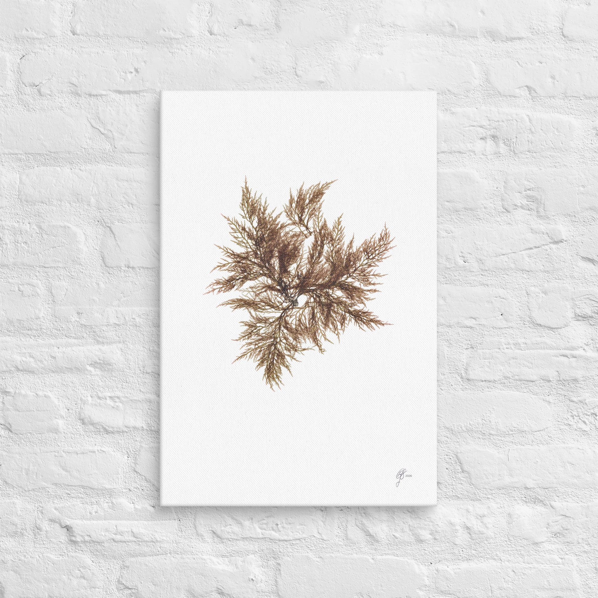 Affinis – Native Seaweed Canvas Print, A2, Stewart Island New Zealand | EASTERLY