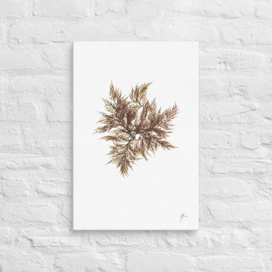 Affinis – Native Seaweed Canvas Print, A2, Stewart Island New Zealand | EASTERLY