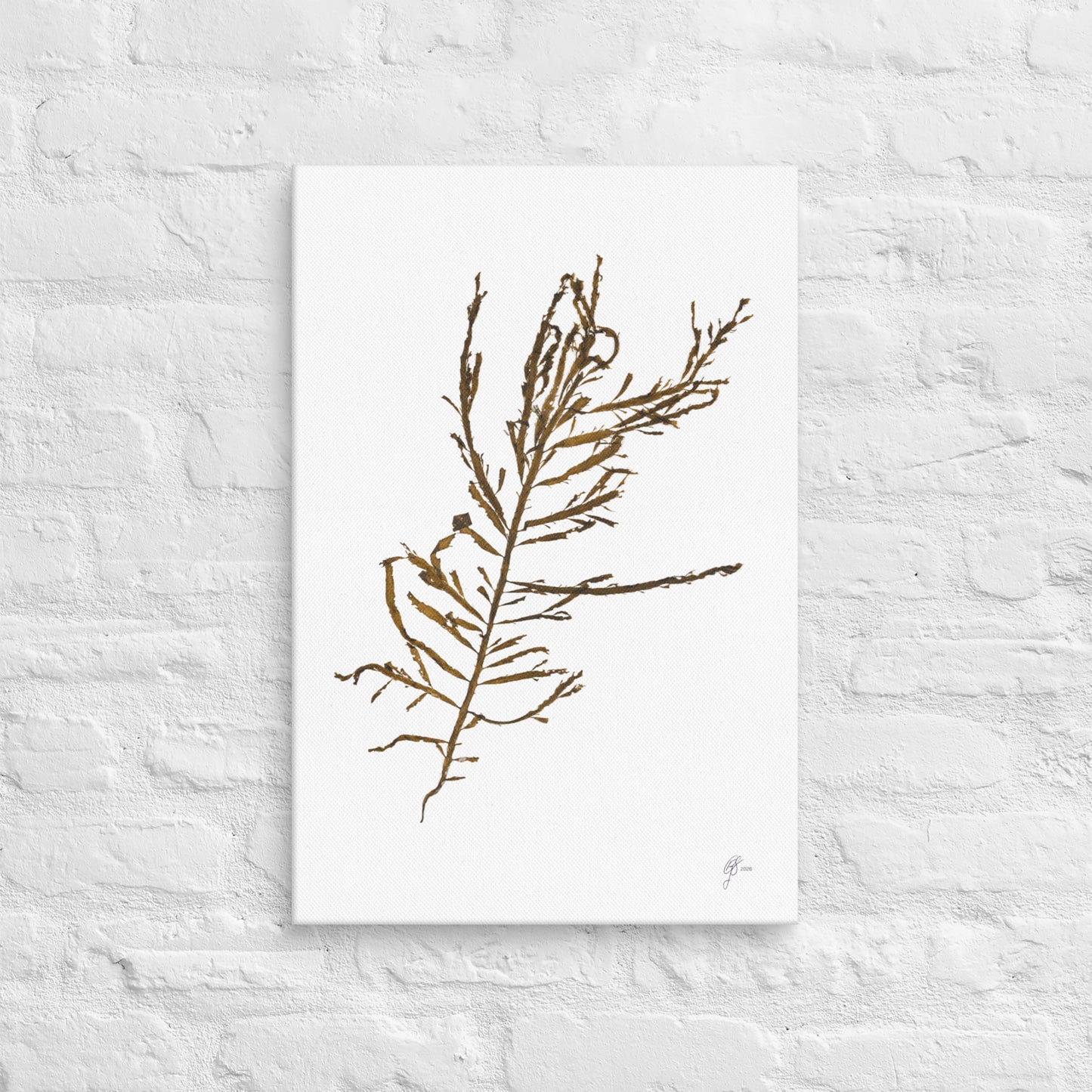 Ligulata – Ribbon Seaweed Canvas Print, A2, Stewart Island New Zealand | EASTERLY