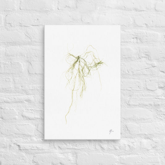 Luminous – Glowing Seaweed Canvas Print, A2, Stewart Island New Zealand | EASTERLY