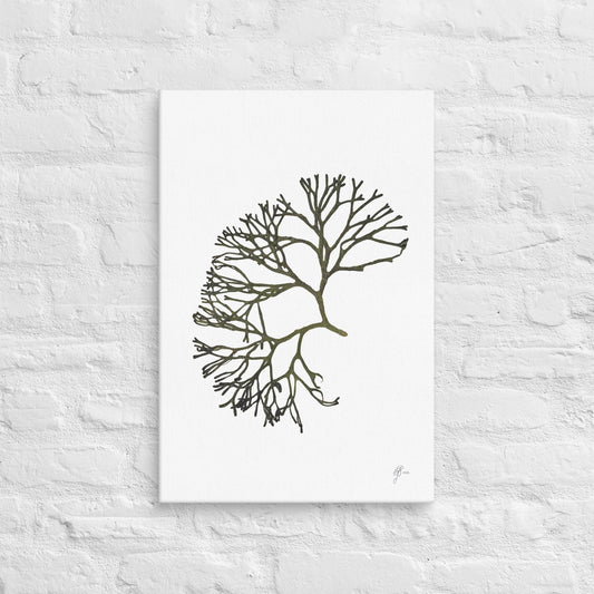 Green Velvet – Green Seaweed Canvas Print, A2, Stewart Island New Zealand | EASTERLY