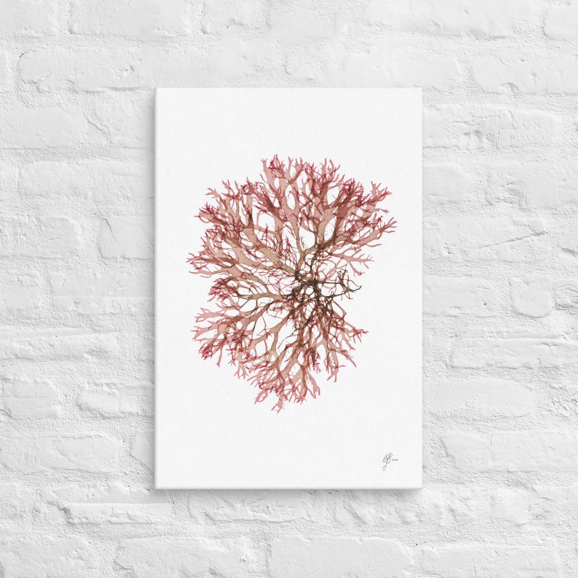 The Torn One – Seaweed Canvas Print, A2, Stewart Island New Zealand | EASTERLY