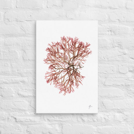 The Torn One – Seaweed Canvas Print, A2, Stewart Island New Zealand | EASTERLY