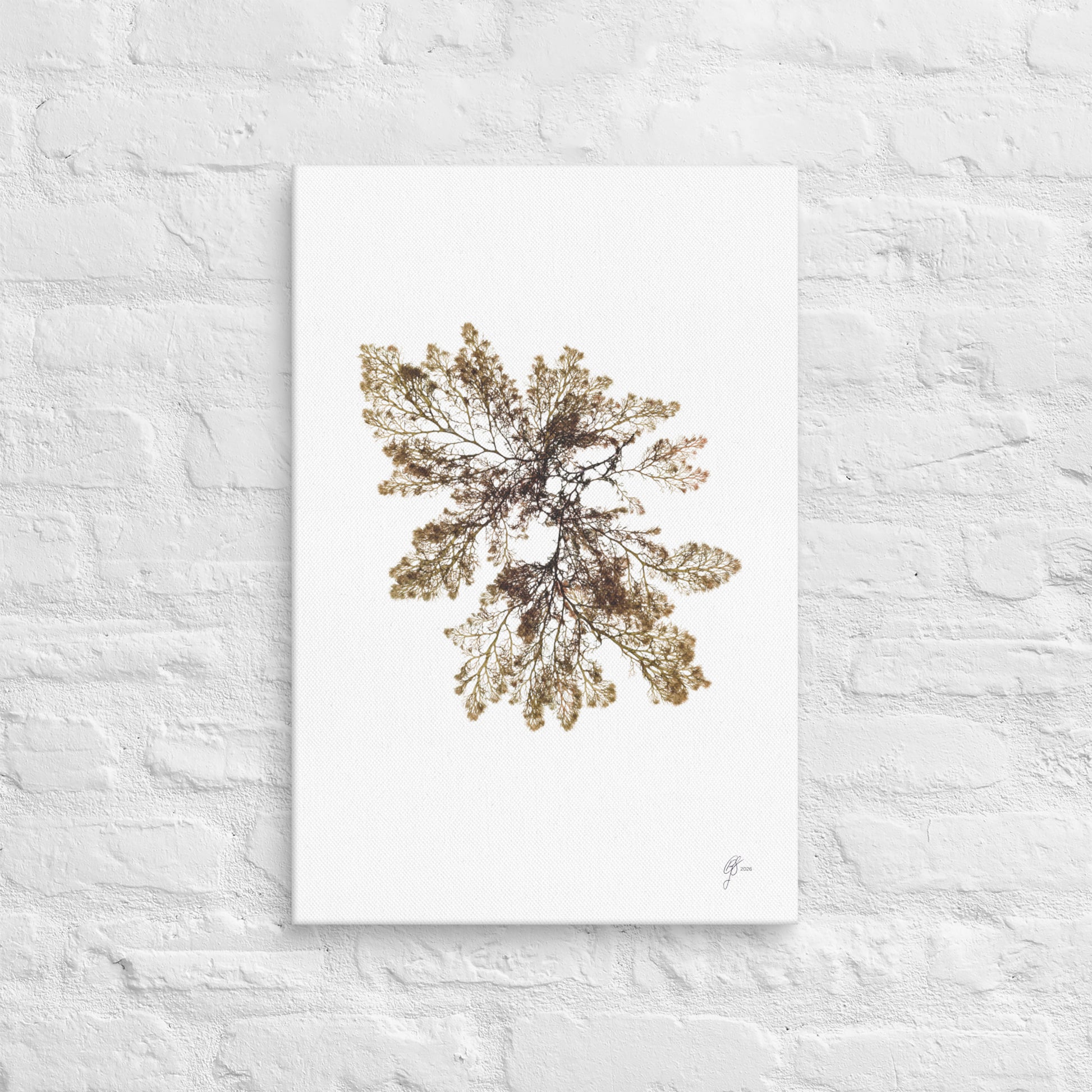 Gossamer – Translucent Seaweed Canvas Print, A2, Stewart Island New Zealand | EASTERLY
