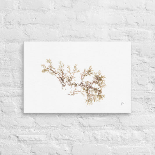 Ocean Lace – Fine Marine Algae Canvas Print, A2, Stewart Island New Zealand | EASTERLY