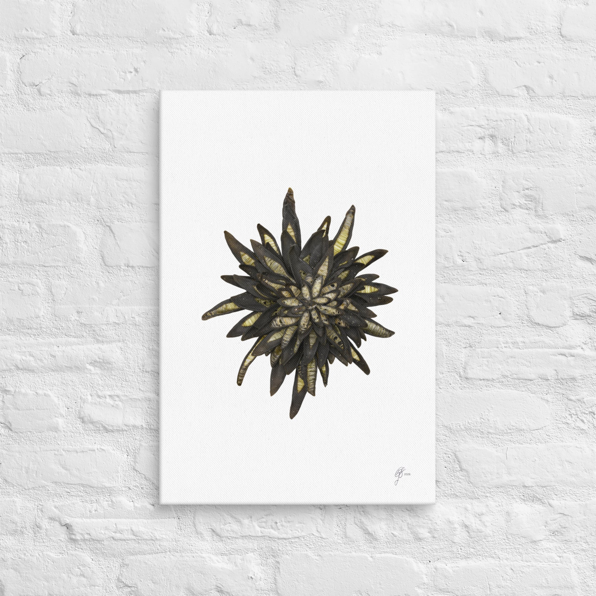 Bloom – Kelp Canvas Print, A2, Stewart Island New Zealand | EASTERLY
