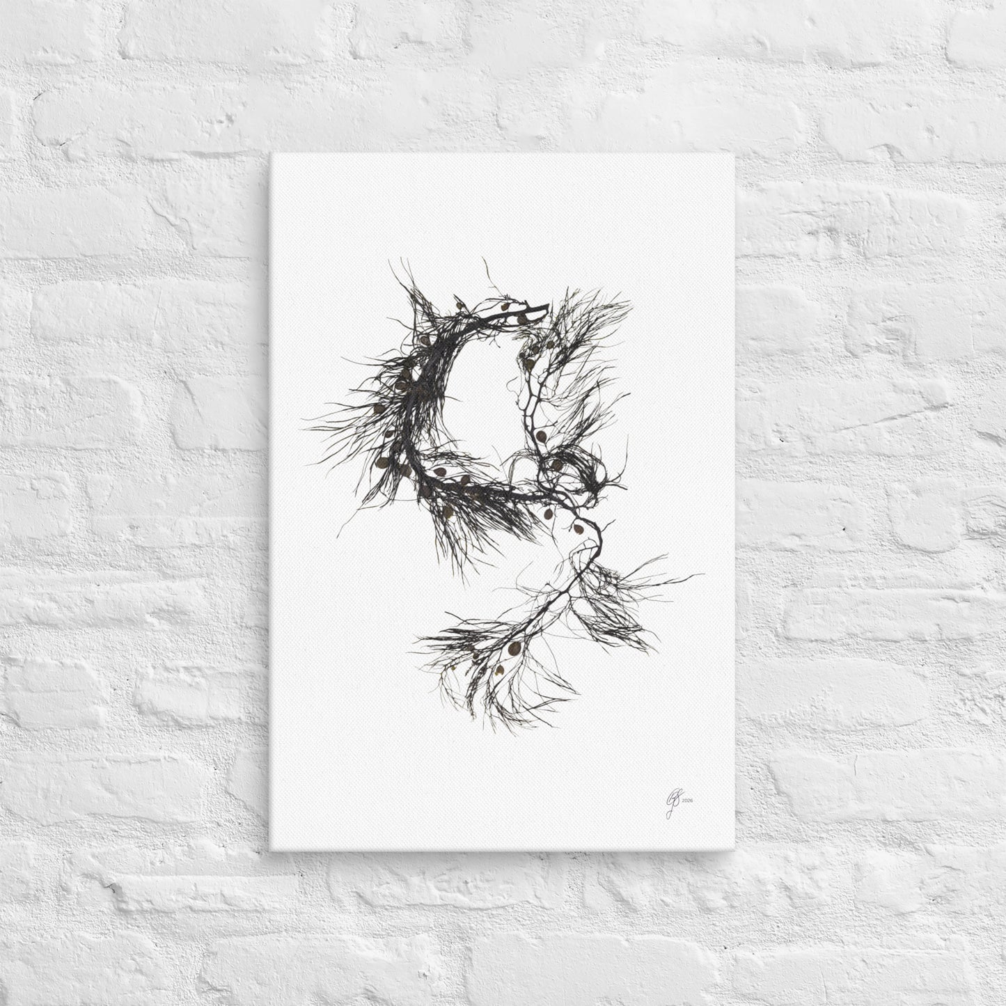 Tangled – Cystophora Retroflexa Canvas Print, A2, Stewart Island New Zealand | EASTERLY