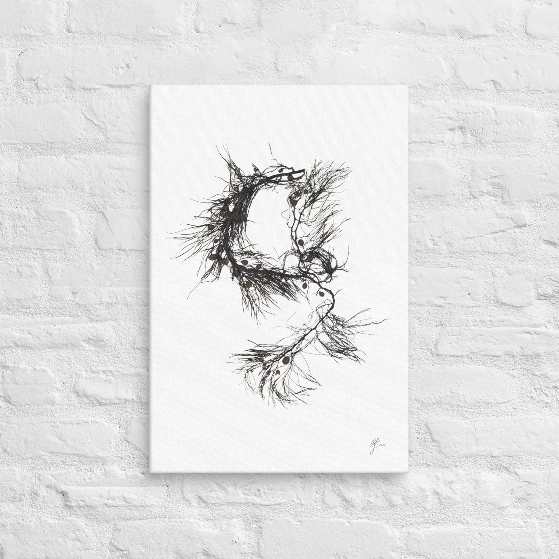 Tangled – Cystophora Retroflexa Canvas Print, A2, Stewart Island New Zealand | EASTERLY