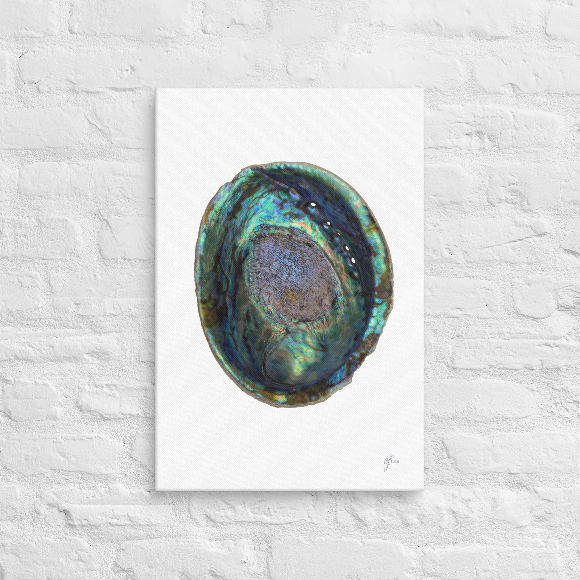 Iridescent Pāua – Abalone Shell Canvas Print, A2, Stewart Island New Zealand | EASTERLY
