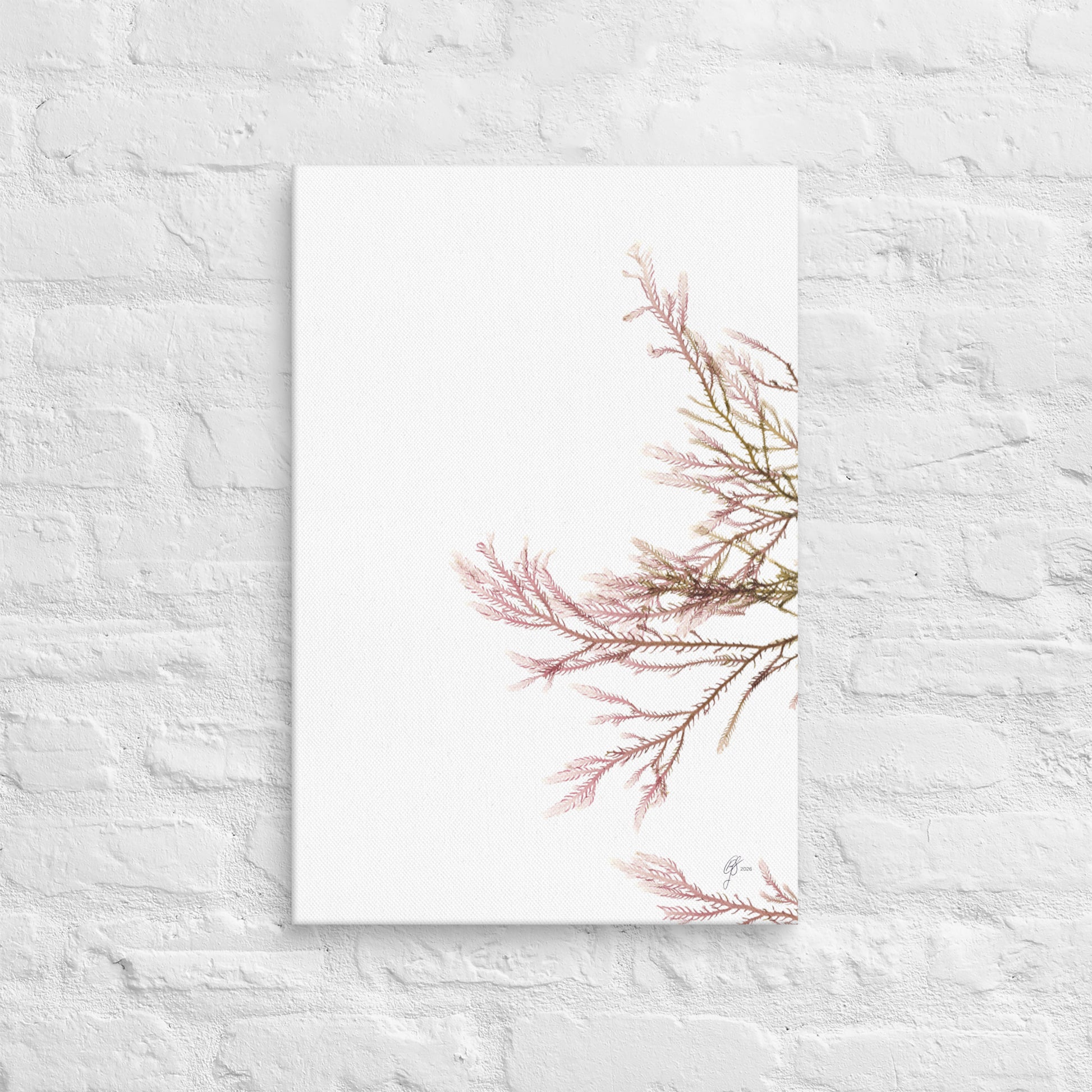 Plumosa – Feathered Seaweed Canvas Print, A2, Stewart Island New Zealand | EASTERLY
