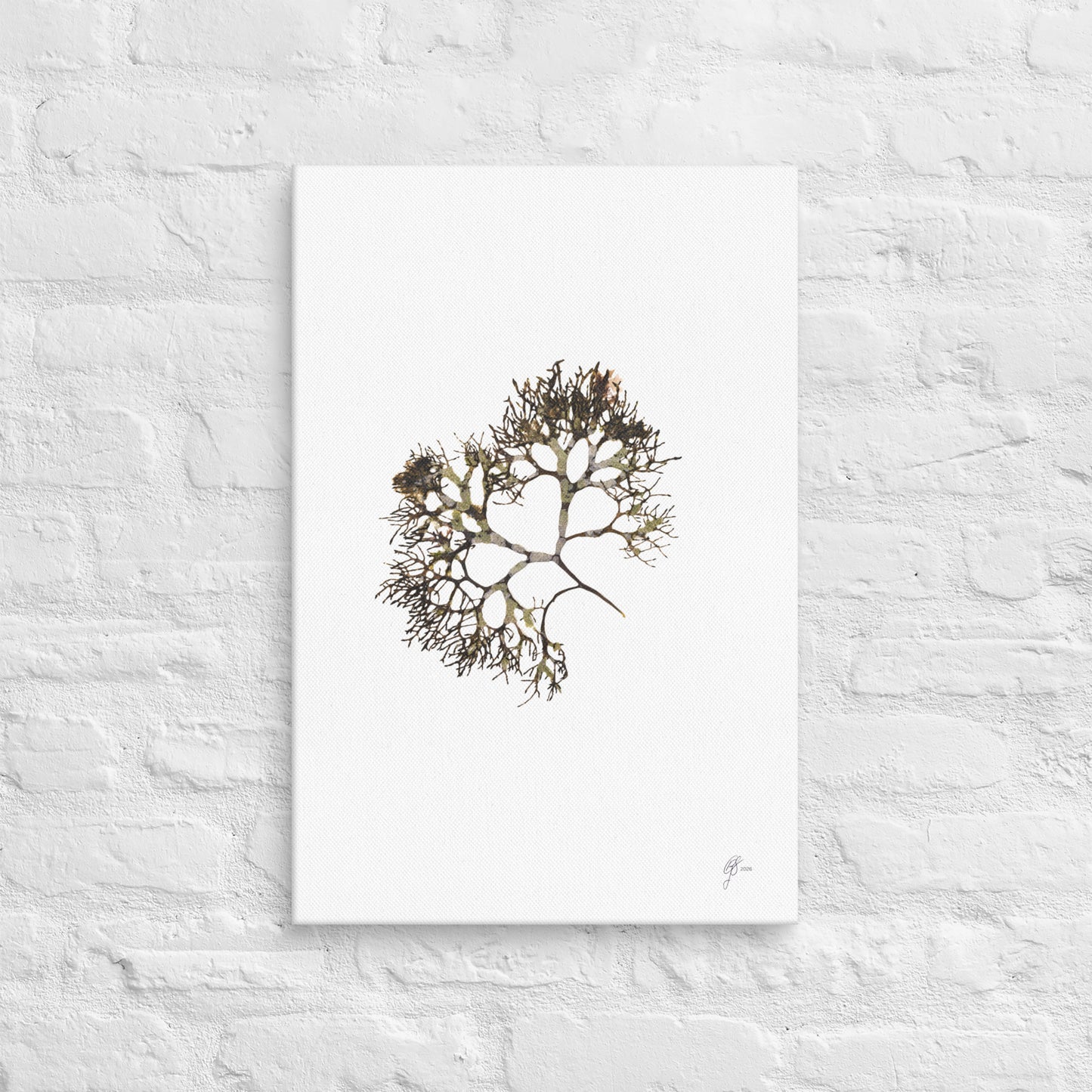Rhodophyta – Red Algae Canvas Print, A2, Stewart Island New Zealand | EASTERLY