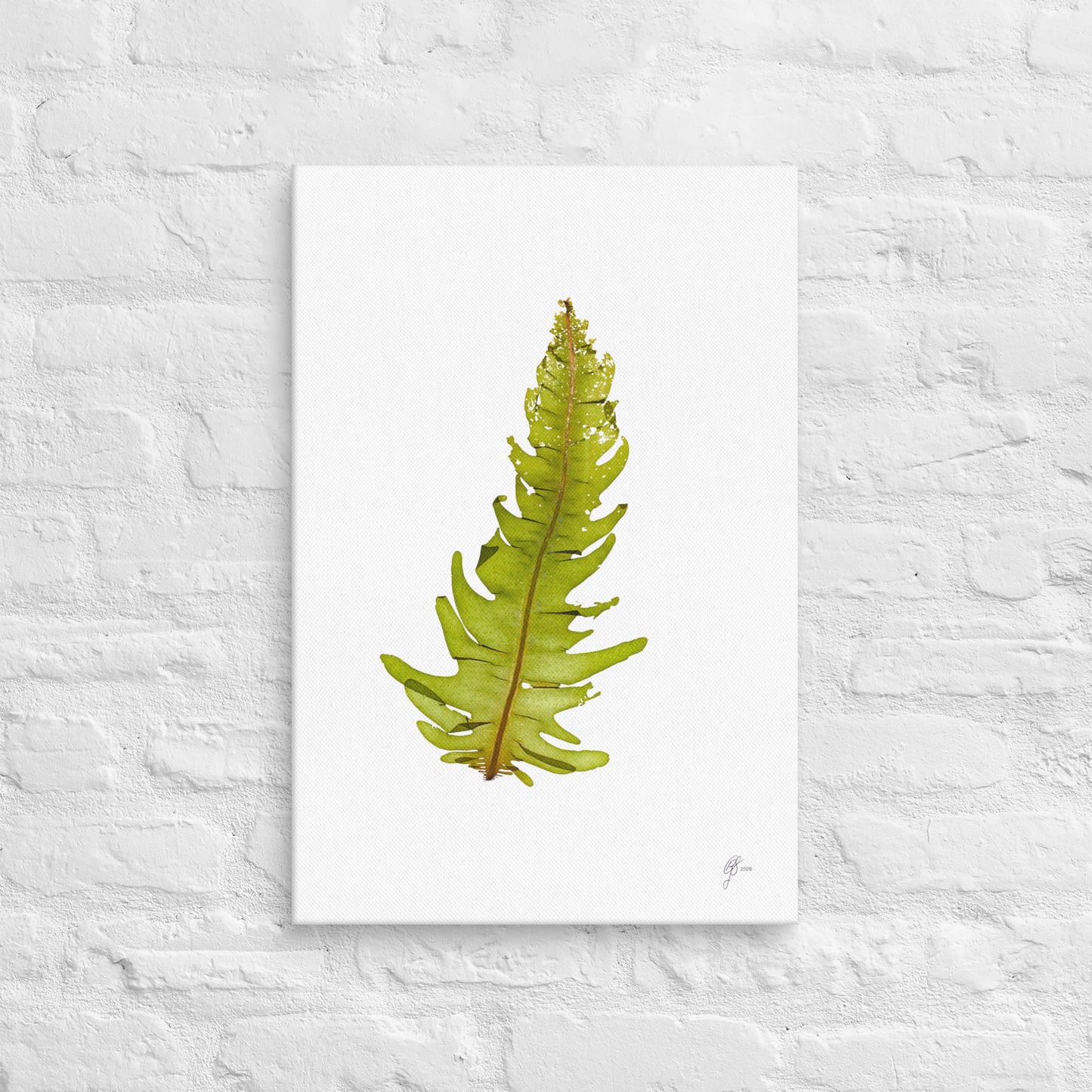 Wakame – Undaria Pinnatifida Canvas Print, A2, Stewart Island New Zealand | EASTERLY