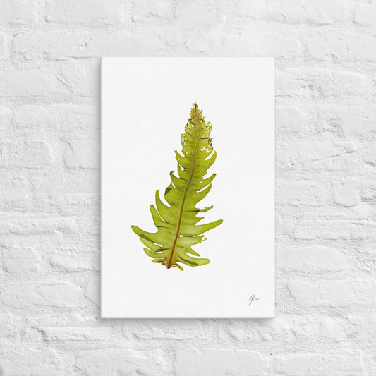 Wakame – Undaria Pinnatifida Canvas Print, A2, Stewart Island New Zealand | EASTERLY