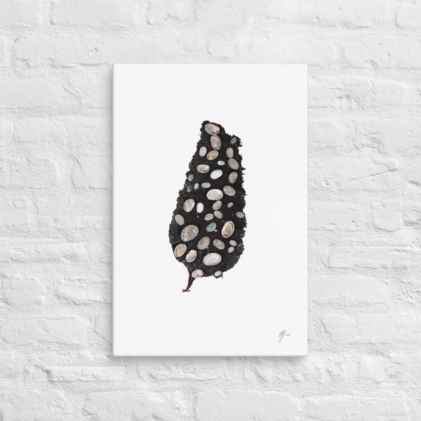 Adorned – Pāua Shell Seaweed Canvas Print, A2, Stewart Island New Zealand | EASTERLY