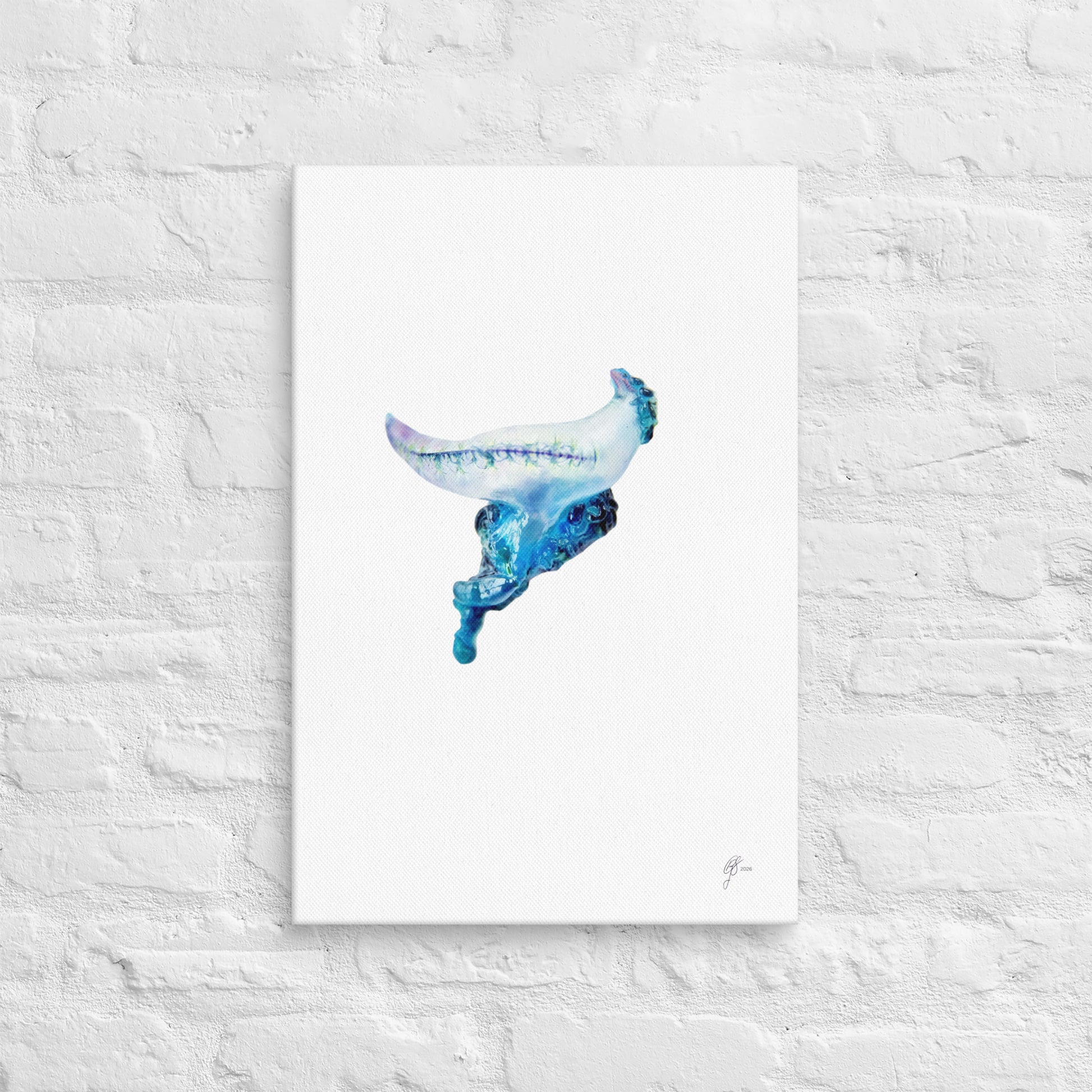 Man o' War – Portuguese Man o' War Canvas Print, A2, Stewart Island New Zealand | EASTERLY